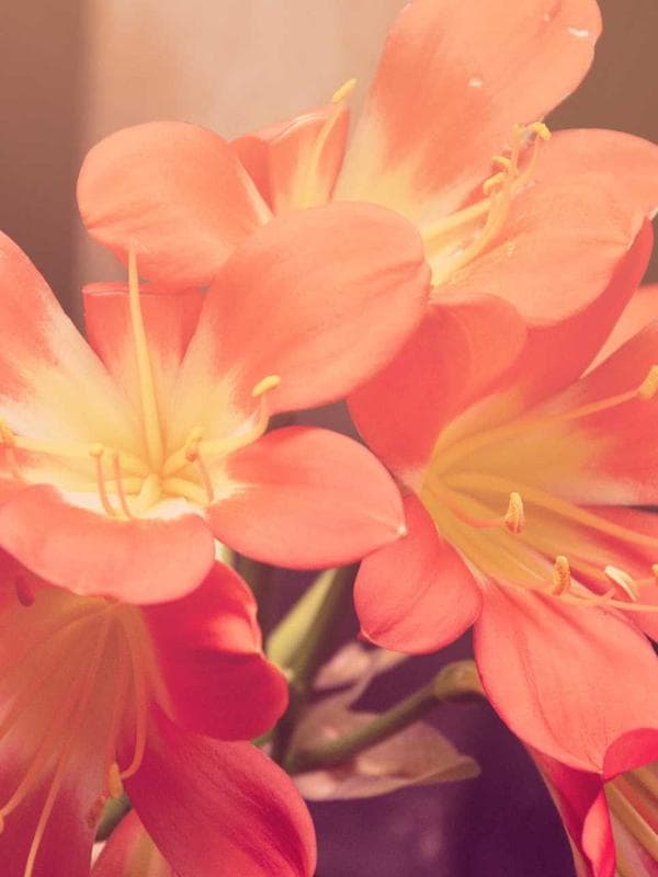 Shiv Kumar Batalvi Inspiration